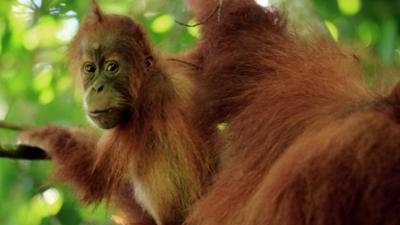 Expeditionen ins Tierreich: Wildes Südostasien (1/2) – Im Reich der Orang Utans
