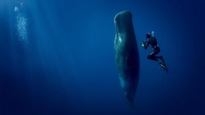 Expeditionen ins Tierreich: Abtauchen mit Giganten – Pottwale hautnah