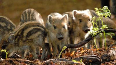 Expeditionen ins Tierreich: Unsere Wälder - Netzwerk der Tiere