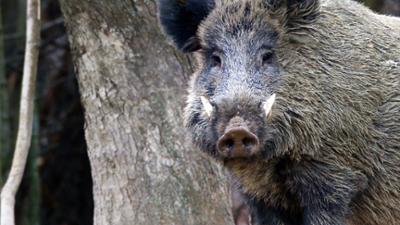 Expeditionen ins Tierreich: Wildschweine - Dicke Schwarte, kluger Kopf