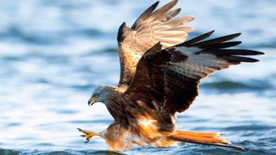 Hanseblick: Im Reich der Adler - Die Feldberger Seenlandschaft