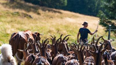 Hofgeschichten - Ackern zwischen Alpen und Ostsee: Folge 1: Neue Weide für die Ziegen (S02/E01)