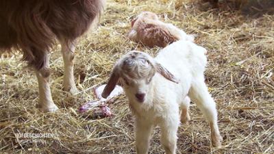 Hofgeschichten - Unsere Lieblinge: Erste Lämmer