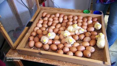 Hofgeschichten - Unsere Lieblinge: Kälber-Auslauf im Harz über Gurkenanbau und Rhabarberernte