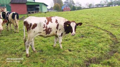 Hofgeschichten - Unsere Lieblinge: Salatpflanzung, Schafumtrieb und Jungtier-Transport