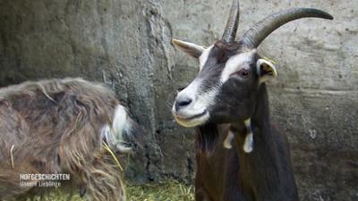 Hofgeschichten - Unsere Lieblinge: Von Ziegen in der Landschaftspflege bis zum Soja-Anbau