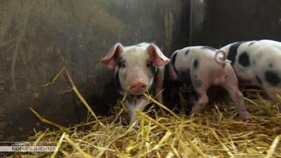 Hofgeschichten: Leben auf dem Land: Alles muss raus - im Tomatengewächshaus!