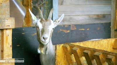 Hofgeschichten: Leben auf dem Land: Anstrengende Rübenernte