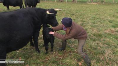 Hofgeschichten: Leben auf dem Land: Neugeborene Kälbchen auf der Weide