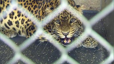 Leopard, Seebär & Co.: Schwierige Narkose bei einer Leopardin (158) Leopard, Seebär & Co.: Schwierige Narkose bei einer Leopardin (158)
