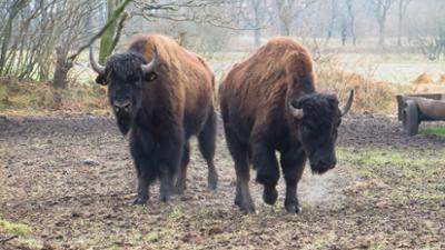 Leopard, Seebär & Co.: Die Bisonherde bekommt einen neuen Chef (137)