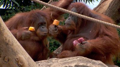Leopard, Seebär & Co.: Spielparadies für die Orang-Utans (85)