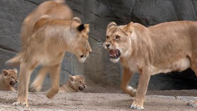 Leopard, Seebär & Co.: Die Löwen ziehen um (41)