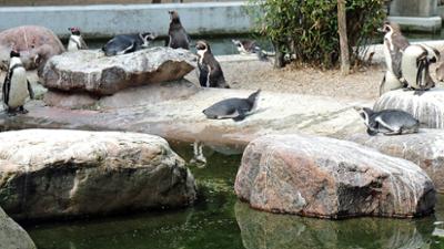 Leopard, Seebär & Co.: Der Umzug der Pinguine (45)