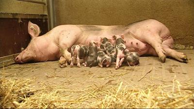 Leopard, Seebär & Co.: Fliegender Wechsel im Schweinestall (68)