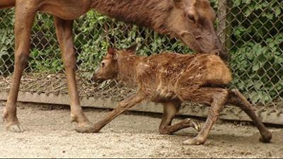 Leopard, Seebär & Co.: Ein Wapitikitz wird geboren (70)
