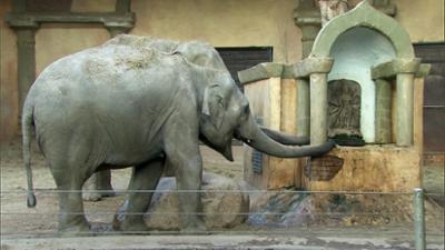 Leopard, Seebär & Co.: Nachwuchs im Elefantenhaus (122) Leopard, Seebär & Co.: Nachwuchs im Elefantenhaus (122)