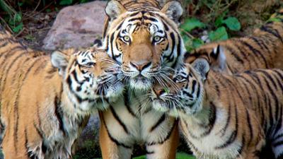 Leopard, Seebär & Co.: Not-OP bei Tiger "Sascha" (49)