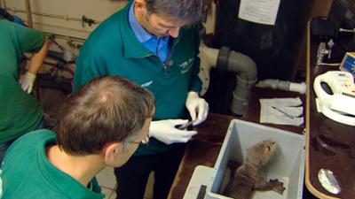 Leopard, Seebär & Co.: Otterbabys beim "Kinderarzt" (92)