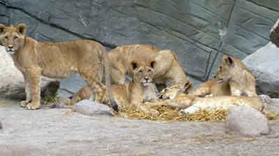 Leopard, Seebär & Co.: Löwentaufe im Tierpark Hagenbeck (103)