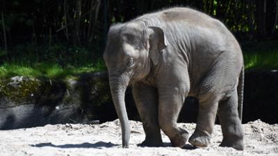 Leopard, Seebär & Co.: Geburtstagstorte für "Kandy"