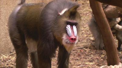 Leopard, Seebär & Co.: Majestätenwechsel bei den Mandrills (97)