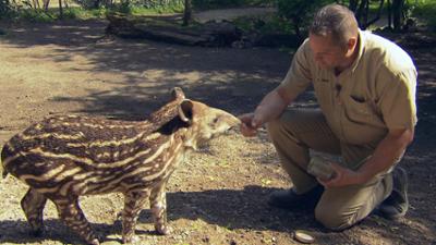 Leopard, Seebär & Co.: Krokodilbabys bei Hagenbeck (76)