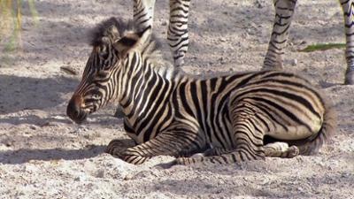 Leopard, Seebär & Co.: Streit um das Zebrababy (151) Leopard, Seebär & Co.: Streit um das Zebrababy (151)