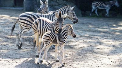 Leopard, Seebär & Co.: Ein Zebra zieht aus