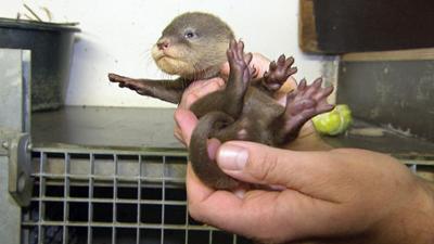 Leopard, Seebär & Co.: Otterfamilie trifft auf Orang-Utan (153) Leopard, Seebär & Co.: Otterfamilie trifft auf Orang-Utan (153)