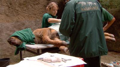 Leopard, Seebär & Co.: Nabelbruch beim Bisonbaby (110)