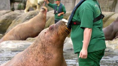 Leopard, Seebär & Co.: Geburtstagssause mit Walross-Pate Pilawa (175) Leopard, Seebär & Co.: Geburtstagssause mit Walross-Pate Pilawa (175)
