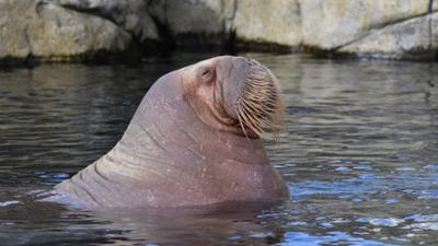 Leopard, Seebär & Co.: Hoffen auf ein Walrossbaby (197)