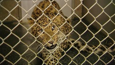 Leopard, Seebär & Co.: Ein Leopard verabschiedet sich (60)