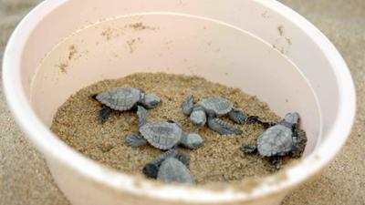 mareTV: Mexikos Meeresparadies - Die Halbinsel Baja California