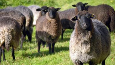 NaturNah: Dem Pommernschaf auf den Pelz gerückt