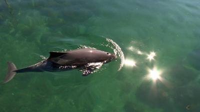 NaturNah: Kleiner Wal im großen Fluss: Kleiner Wal im großen Fluss