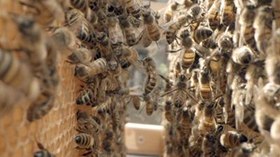 NaturNah: Von Bienen lernen
