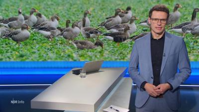NDR Info: 16:00
