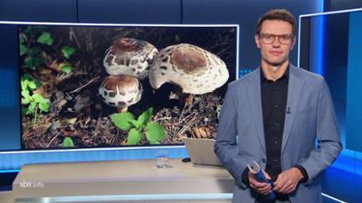 NDR Info: 17:00