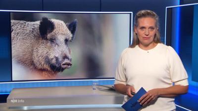 NDR Info: 16:00