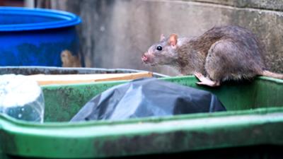 NDR Story: Was tun gegen Ratten? Ein Stadtteil kämpft gegen den Müll