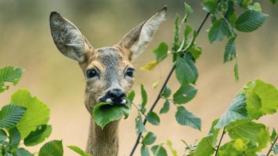 NDR Story: Sündenbock Reh: Wie viel Wild verträgt der Wald?