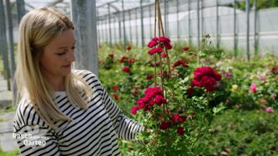 Rasch durch den Garten: Rosen