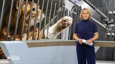 Schleswig-Holstein 18:00: So wird das Wetter in Schleswig-Holstein