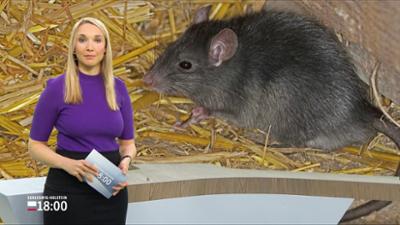 Schleswig-Holstein 18:00