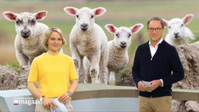 Schleswig-Holstein Magazin