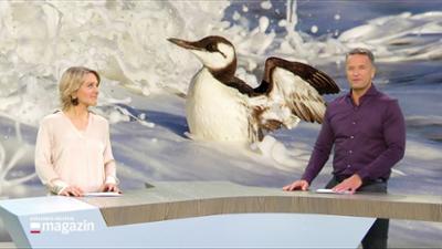 Schleswig-Holstein Magazin