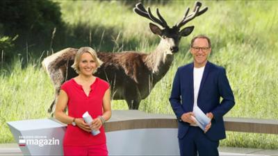 Schleswig-Holstein Magazin