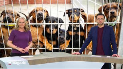 Schleswig-Holstein Magazin: Viele Tierheime platzen aus allen Nähten